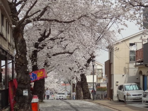 桜道の桜、早くも満開！！