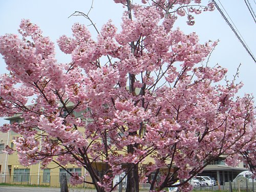 早咲きのおかめ桜がやっと満開！